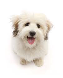 Learn about the coton de tulear, a small companion dog from madagascar. Coton De Tulear Puppy Tongue Out Photograph By Warren Photographic