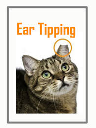 Ear tipping is completely safe and it is performed under general anesthetic. About Ear Tipping Spay Neuter Your Pet Snyp