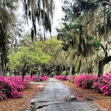 Visit Savannah Http Www Visitsavannah Com Visit Savannah Beautiful Sites Savannah Chat