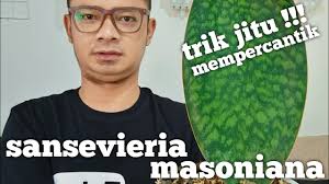 When shopping for fresh produce or meats, be certain to take the time to ensure that the texture, colors, and quality of the food you buy is the best in the batch. Cara Merawat Tanaman Lidah Mertua Di Dalam Rumah Sansevieria Masoniana Menthul Menthul Youtube