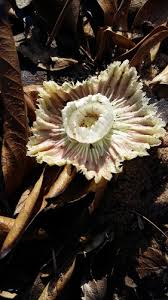 Image result for Napoleonaea angolensis