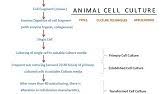 It can be a finite cell line or a infinite cell line. Mammalian Cell Culture 1 Introduction To Cell Culture Youtube