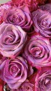 Wholesale Roses In 2021 Rose Wholesale Flowers Wholesale Roses