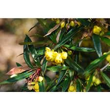 Image result for Berberis julianae