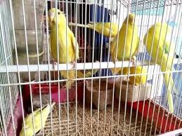 Love Birds Payals Pet S Kuttur Center Thrissur Rs 200 Pair Kerala India Youtube