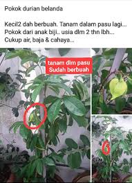 Hama penyakit cabai di metro. Pokok Durian Belanda Hybrid Alisha Alif Enterprise Facebook