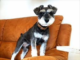 ペットショップ 犬の家&猫の里