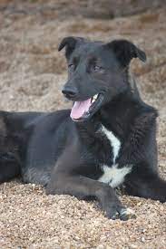 Salem nh patch, salem, nh. Dog For Adoption Salem Nh A Collie Shepherd Mix In Wynne Ar Petfinder