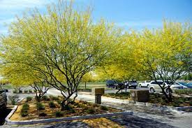 Check spelling or type a new query. Great Design Plant Desert Museum Palo Verde Offers A Colorful Canopy