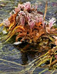 Image result for Tristicha trifaria