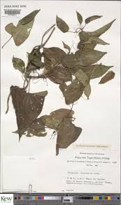 Image result for Dioscorea praehensilis