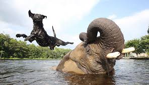 15 Unusual Animal Friendships That Will Melt Your Heart Bored Panda Hanki 12.267 sekunnin cheetah and deer running on arkistovideomateriaali, jonka nopeus on 30fps. 15 unusual animal friendships that will