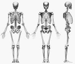 Turnaround View Anatomy Ecorche Zbrush Joaquin Sketchbook Turnaround Anatomy Zbrush Joaquin Sketchbook S Figure Drawing Skeleton Anatomy Sketch Book