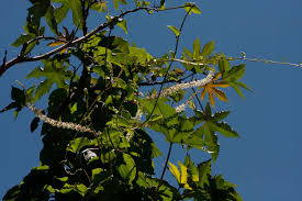 Image result for Basellaceae