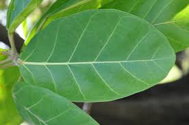 Image result for Ficus lutea