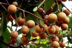 ) $ 39.99 $ 29.99. Longan Tree How To Grow Longan Fruit Tree Growing Longan Tree In A Container