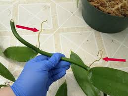 Image result for orchid cuttings