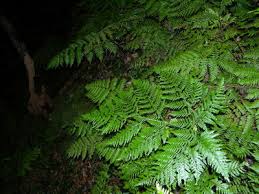 Image result for Arachniodes webbiana