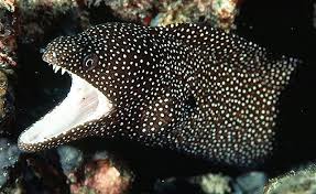 Moray Eel S Come In A Huge Variety Of Different Colors And Patterns Moray Eel Marine Fish Underwater Creatures