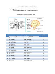 Rangka manusia dewasa pada umumnya terdiri dari 206 tulang. 123602922 Nama Nama Ilmiah Tulang Manusia Docx