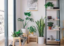Click the photos below for more selection. Top 15 Plant Nurseries And Stores In Singapore Honeycombers