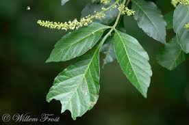 Image result for Allophylus africanus