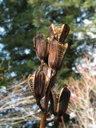 We did not find results for: Cardiocrinum Pacific Bulb Society