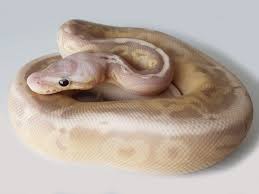 Super cinnamon & super black pastel. Banana Black Pastel Super Pastel Morph List World Of Ball Pythons