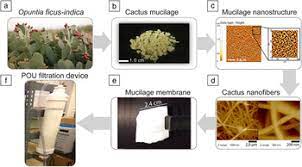 Cactus needles draw moisture to the plant, just like the new material draws in oil droplets from the water (photo: System Integration Of Functionalized Natural Materials Mrs Bulletin Cambridge Core