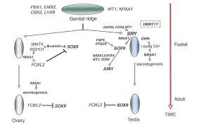 Women are more likely to experience a premature menopause if they have suffered from cancer in their youth. Ovarian Dysgenesis And Premature Ovarian Failure Caused By X Chromosomal Abnormalities Glowm