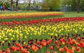 Tulipan Im Britzer Garten Britzer Garten
