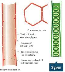 Ulothrix is a genus of filamentous green algae. Functions Of Xylem And Phloem Biology Notes For Igcse 2014