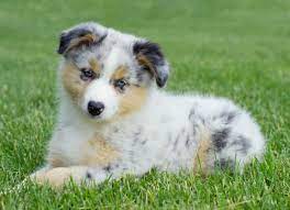 Safe Use Of Ivermectin Toxic Doses Of Ivermectin In Dogs Petmd
