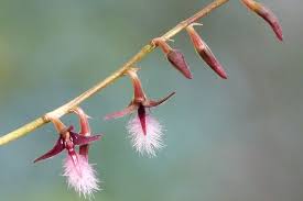 Image result for Bulbophyllum sandersonii