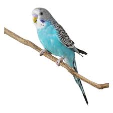 Show budgies for sale sydney. Blue Parakeet For Sale Live Pet Birds Petsmart