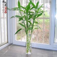 Large size lotus style lucky bamboo plant, total length is about 18 to 22. Buy Lucky Bamboo Lucky Bamboo Bamboo Transit Hydroponic Package Evergreen Air Purification Household Essential Plant In Cheap Price On Alibaba Com