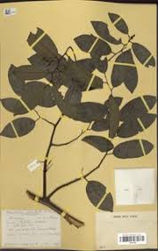 Image result for Monanthotaxis