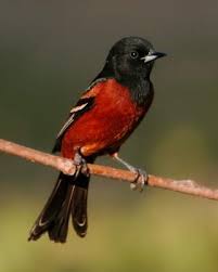 Birds Of North Georgia Pictures Orchard Oriole Whatbird Com Backyard Birds Oriole Bird Beautiful Birds