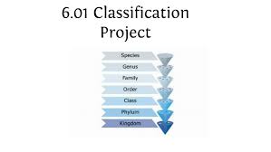 6 01 classification project by amiah robinson on prezi