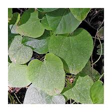 Image result for Aristolochia triactina