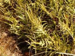 Image result for Lindsaea ensifolia