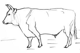 How To Draw A Bull In 2020 Animal Drawings Animal Sketches Drawings