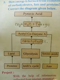 How Energy Is Formed From Oxidation Of Carbohydrate Fats