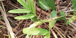 Image result for Uraria picta