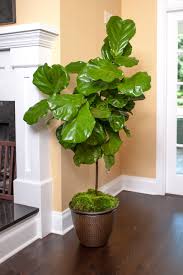 These plants are absolutely stunning, with when variegated fiddle leaf figs go up for sale on ebay, they don't stick around long, so they're very easy to miss. Bonsai Ficus Napa Master Gardener Column Anr Blogs