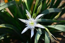 Image result for Schizocarphus nervosus