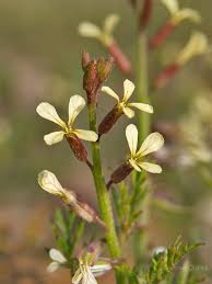 Image result for Carrichtera annua