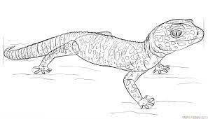 Leopard gecko coloring book clip art picture digital download artwork reptile gecko. Image Result For Gecko Drawing Leopard Gecko Shark Coloring Pages Gecko