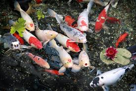 Bibit ikan koi berkualitas akan memastikan pertumbuhan ikan koi tidak akan terganggu dan menghindari ikan koi terjangkit penyakit lalu mati apabila kolam ikan koi yang anda miliki dialiri oleh air dari selokan, maka bisa menyebabkan pestisida ikut masuk ke dalam kolam ikan koi tersebut. Kuras Air Tiap 1 Minggu Sekali Jika Tak Mau Ikan Di Kolam Mati Tilik Penjelasannya Semua Halaman Idea