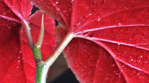 These lovely plants are grown for both their leaf forms and their blooms, depending on the type of begonia. How Often Should You Water Begonias It Depends Plantophiles